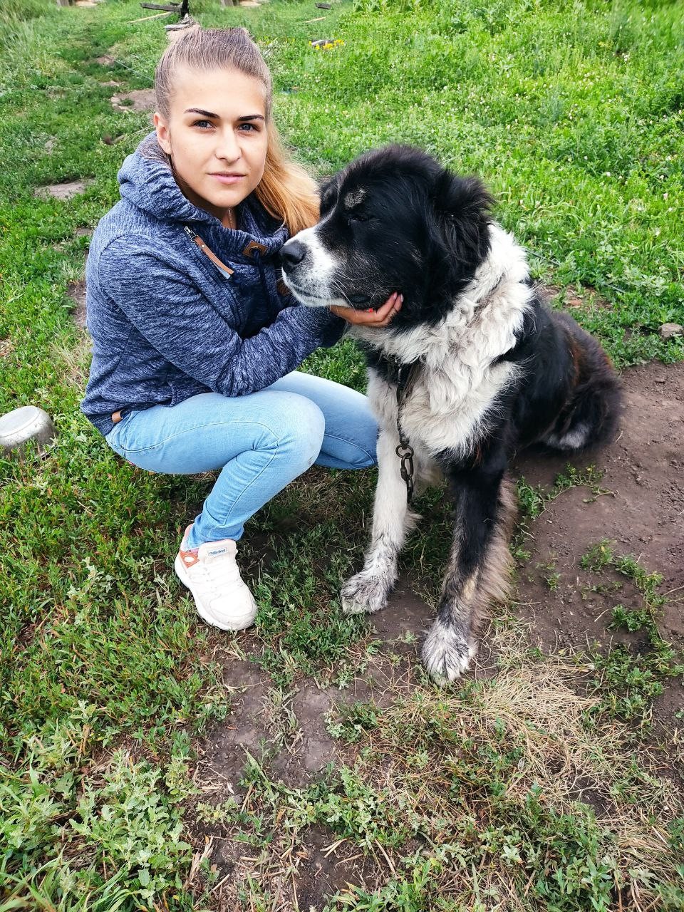 Школа дрессировки собак Akita Dog School - Дрессировка собак в Казани