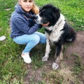 Дрессировка собак в Казани