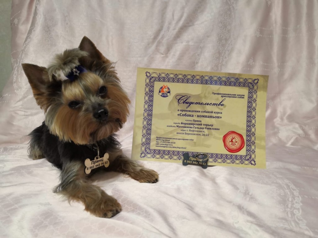 Школа дрессировки собак Akita Dog School - Akita Dog School официальное сообщение