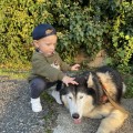 Отзыв о Школа дрессировки собак Akita Dog School: Привет от Семьи Громовых, наш ответ!