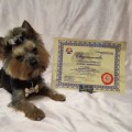 Отзыв о Школа дрессировки собак Akita Dog School: Akita Dog School официальное сообщение