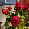 Отзыв о Studio Floristic: Испорченный праздник(((